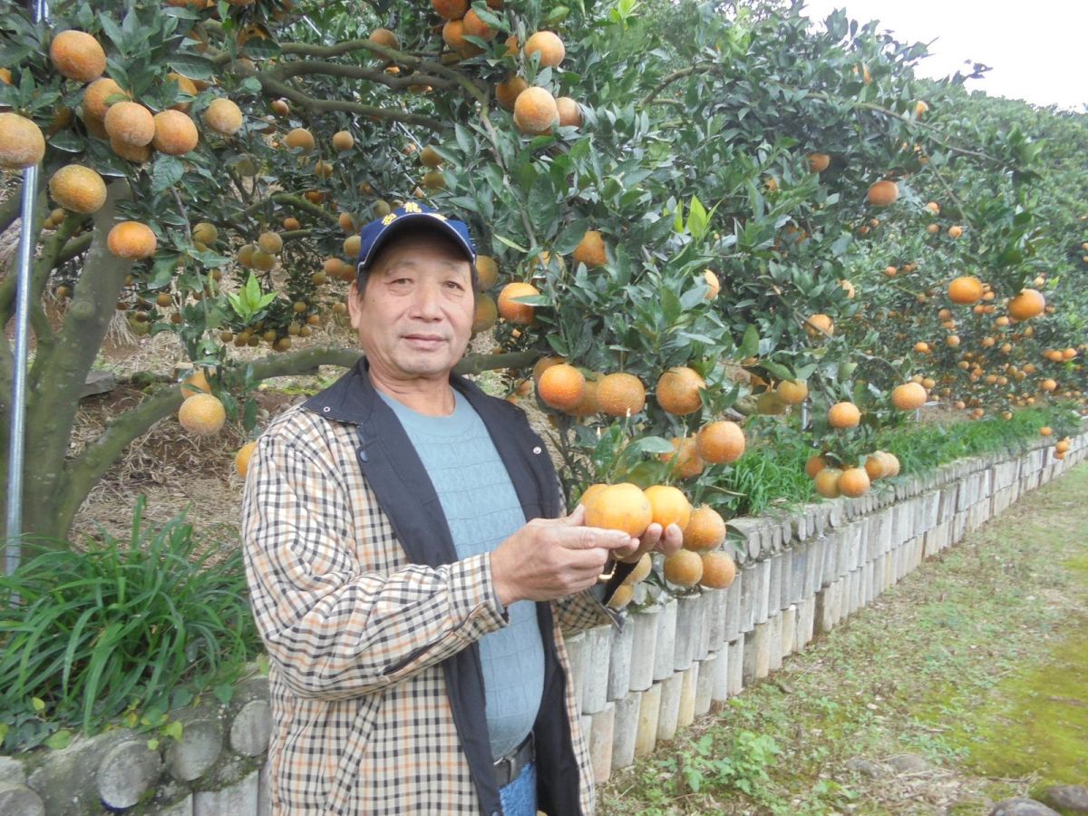 ▲八里區的桶柑品質相當好，價格約在每台斤50元左右，歡迎民眾踴躍訂購。（圖／新北市政府農業局提供）