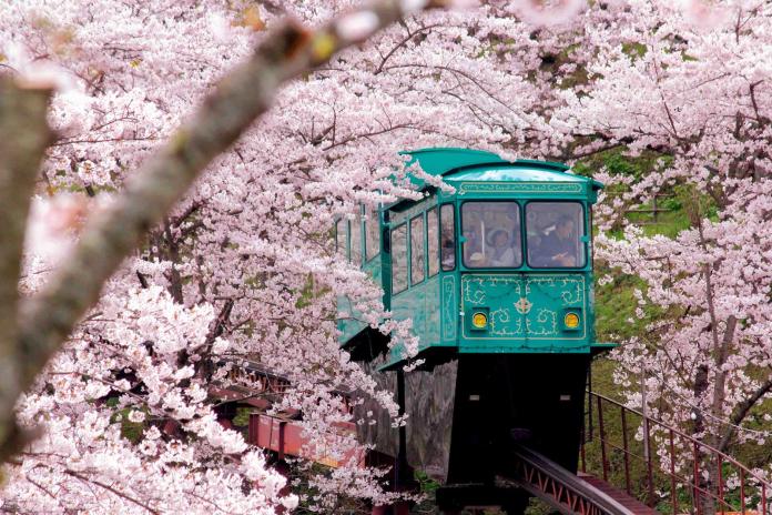 ▲搭著纜車穿越櫻花樹林，也是種不一樣的浪漫。（圖／Miyagi Explorer事務局）