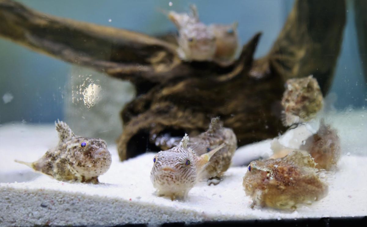 ▲國立海洋生物博物館推出「鮋你真好」的年度主題，引進風糜日本動畫中的角色波妞魚。（圖／記者郭孟聰翻攝,2018.01.22）