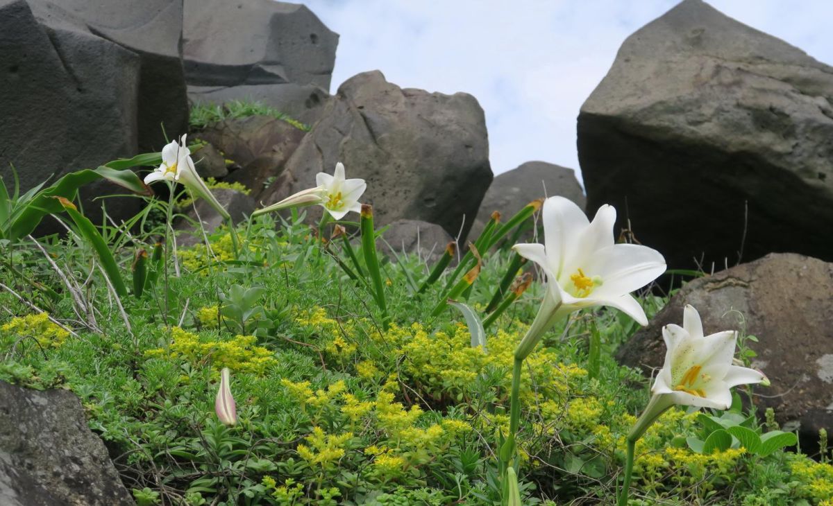 ▲農業局長李玟說，台灣百合復育的範圍，已自北海岸拓展至東北角。（圖／新北市政府農業局提供）