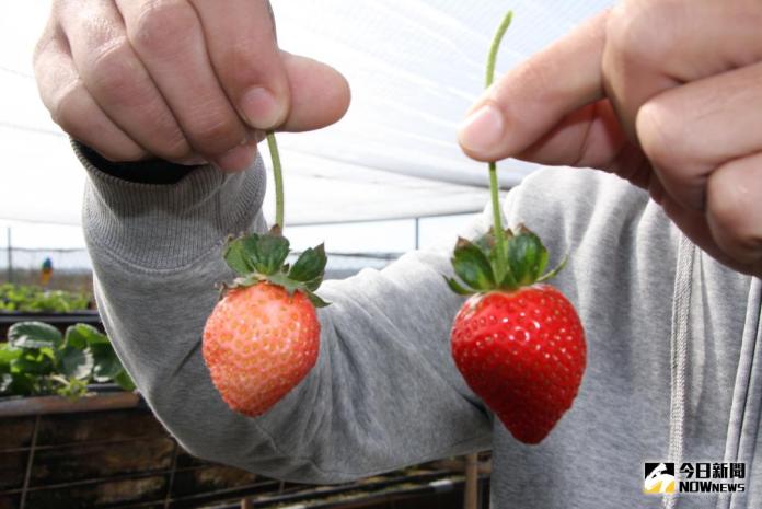 ▲青農尤俊景返鄉成功栽種不適合氣候的草莓，又培育出號稱只有日本品種的白色草莓。（圖／記者郭孟聰攝，2018.01.15）