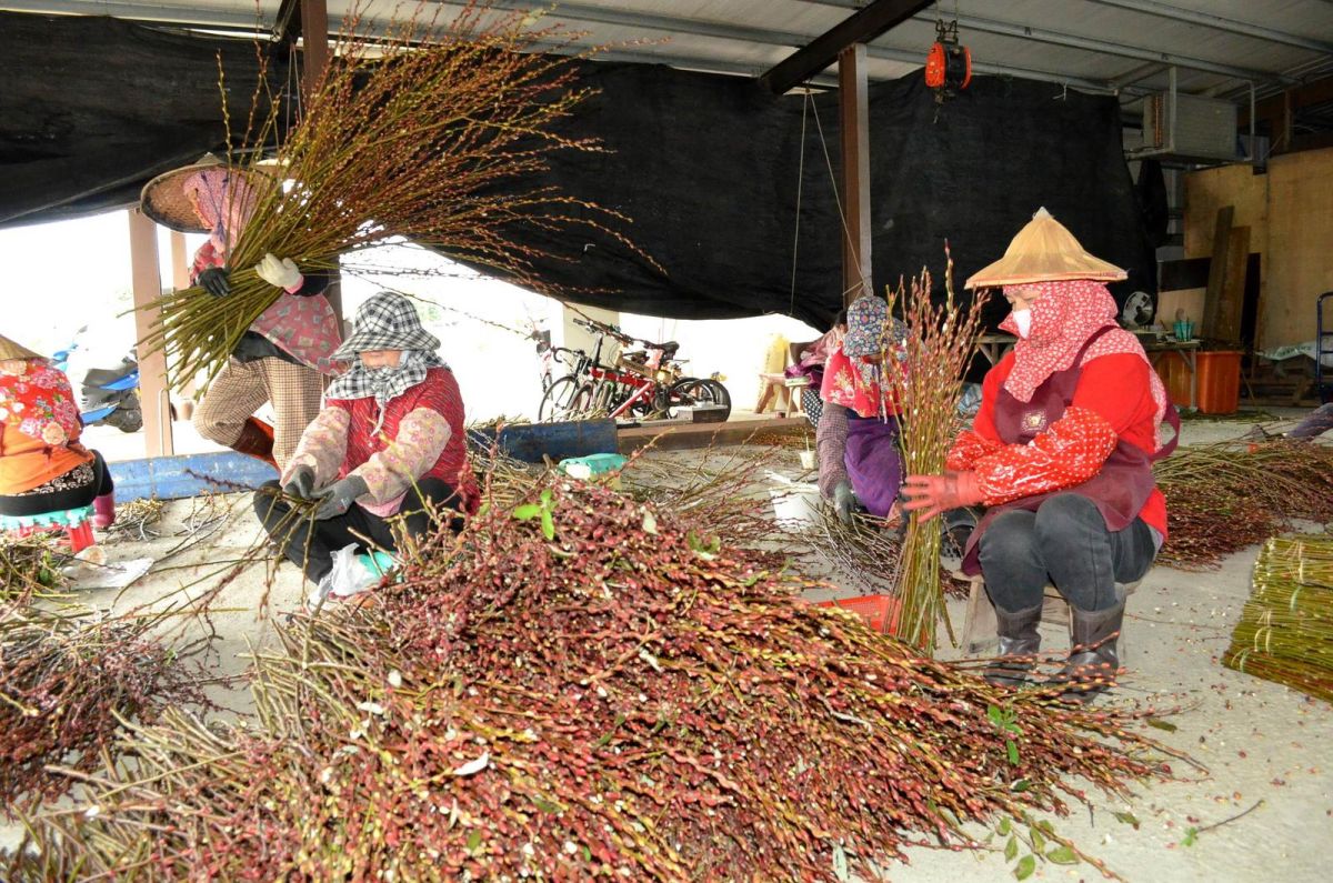 ▲三星鄉是銀柳的主要產地，產量居全國之冠，目前正值採收期民眾可前往產地採購。（圖／記者李清貴翻攝 , 2018.01.10）