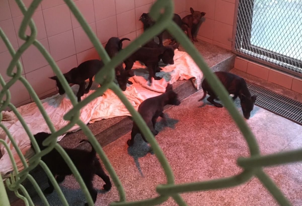 ▲寒流來襲，要如何幫助公立動保園區內的動物禦寒，成了動物保護處最苦惱的問題。（圖／記者許薰方翻攝，2018.01.10）