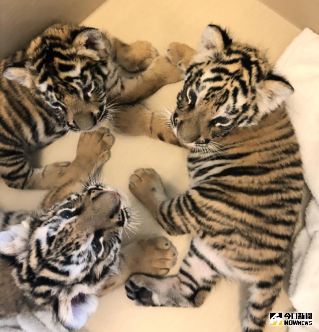 ▲三胞胎孟加拉幼虎滿月了，今天超萌登場與大家見面。（圖／六福村提供 , 2018.01.10）