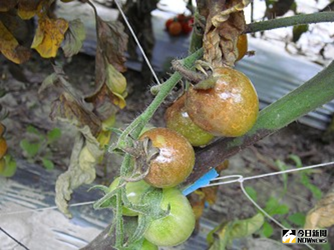 ▲番茄晚疫病病徵。（圖／記者洪佳伶翻攝 , 2018.01.09）