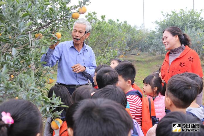 斗六年節應景農產生態教學　孩童鮮採茂谷柑體驗田園點滴
