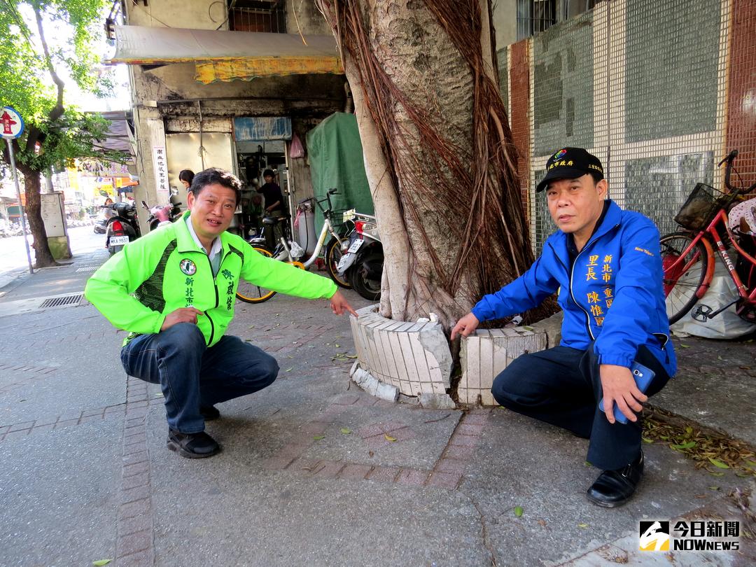 ▲新北市碧華國小老舊校舍整建完工，議員陳啟能痛批市府涉嫌虐樹，事後還置之不理。（圖／李克明攝 , 2017.01.03）