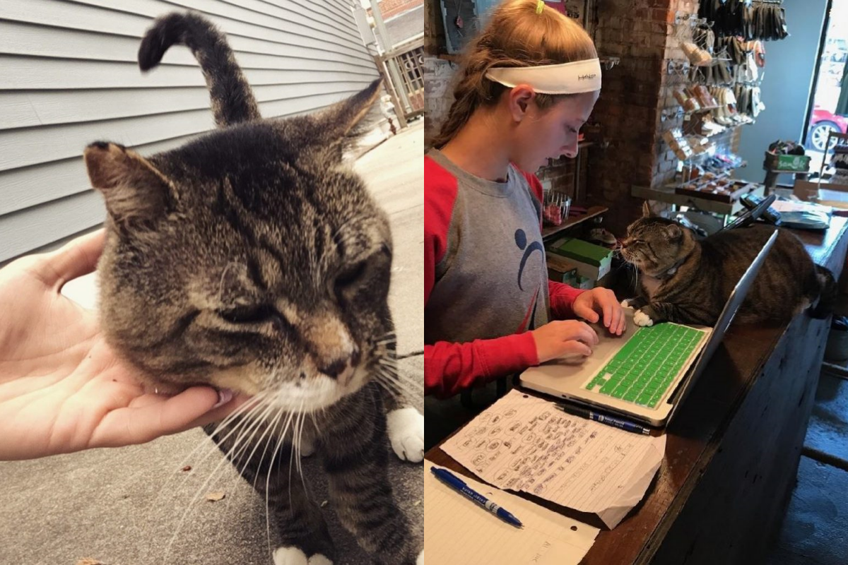 一隻流浪的虎斑貓，相當不信任人類，幸好後來牠遇到有耐心貓奴。