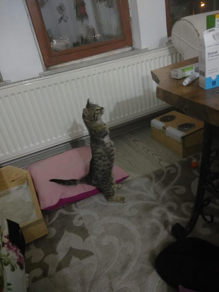 小貓的適應力很強，很快地吉娜就能靠二隻後腳站得很穩了！