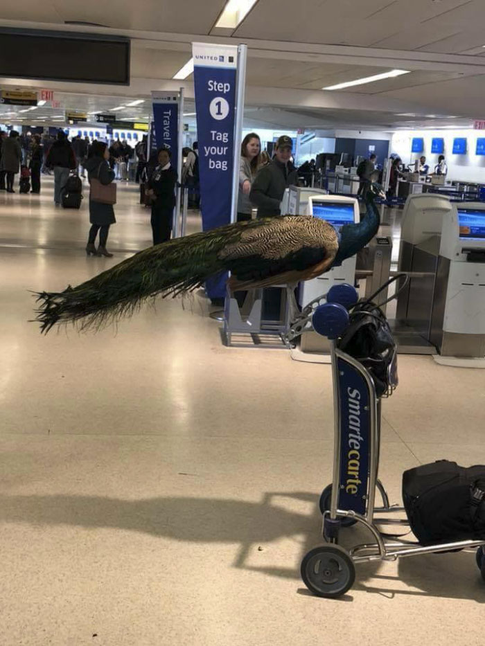 四天前，紐華克機場出現了一隻孔雀，讓旅客們都看到傻眼。
