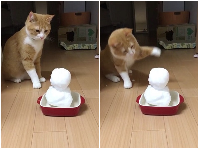 沒看過雪人的貓　這時候只能使出貓拳來試探對方了（圖／寵毛網）