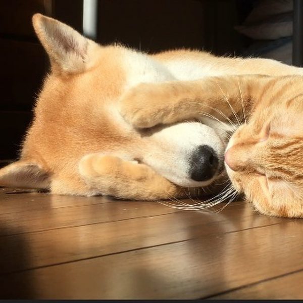 睡午覺時，鱈次郎貼心地幫哥哥擋太陽。