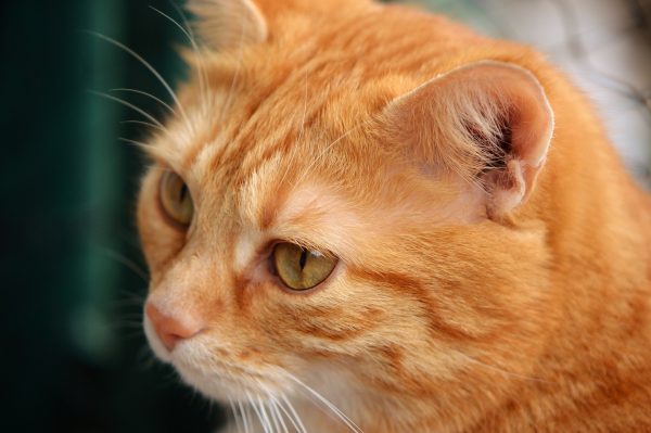 一般正常貓咪的耳朵不太需要特別清理。（圖／pixabay）
