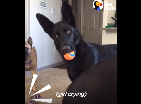 這隻黑色狗狗正咬著球想和同伴玩玩，卻聽到電腦裡傳來小女孩的哭聲。
