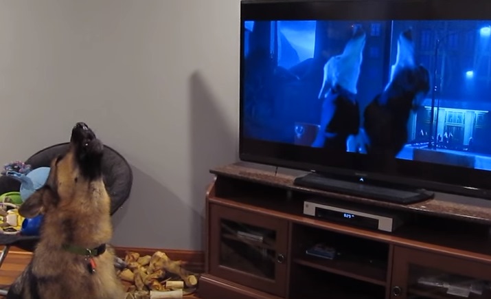 接力賽的第一棒是這隻德國狼犬，牠看到動物方城市裡的狼在嚎叫，就開始呦嗚～