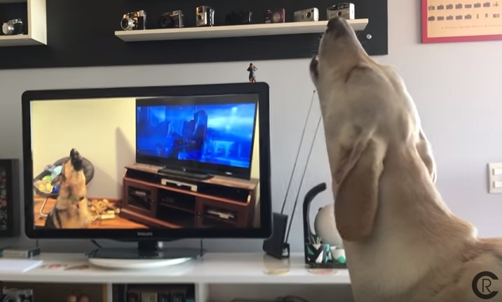 第二棒的狗狗看到第一棒的影片後，也成功接棒呦嗚～