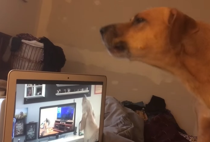 第三棒狗狗一樣順利接下棒子，呦嗚呦嗚～