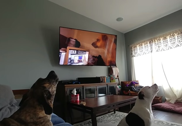 第四棒的狗勾們也沒有問題，呦嗚呦嗚呦嗚～