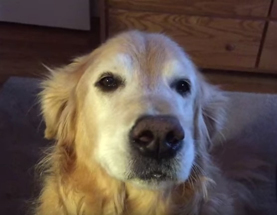 但到了第五棒的這隻黃金獵犬，瞧牠一臉淡定，似乎沒有要接棒的意願。