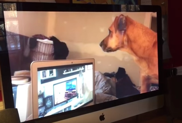 主人播放前面選手的影片給牠看。