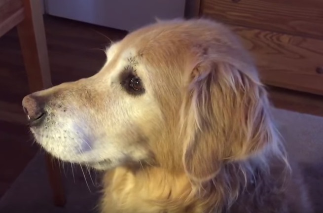 牠也只是一臉厭世、冷冷地看著。