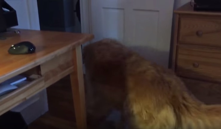 最後甚至還起身走人！ 狗狗：「不要再看了你電腦關一關趕快去睡覺了～」（設計對白）