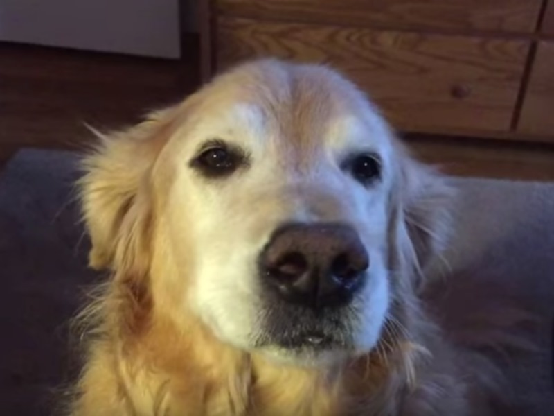 網路上的狗狗嚎叫接力賽　被淡定黃金終結了！（圖／寵毛網）