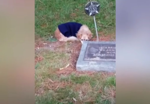 美國一位婦人在去年九月以86歲高齡辭世，幾個月過去了，她的狗狗Deta仍然十分想念她，一到墓園就趴在主人的墳墓旁邊不動。