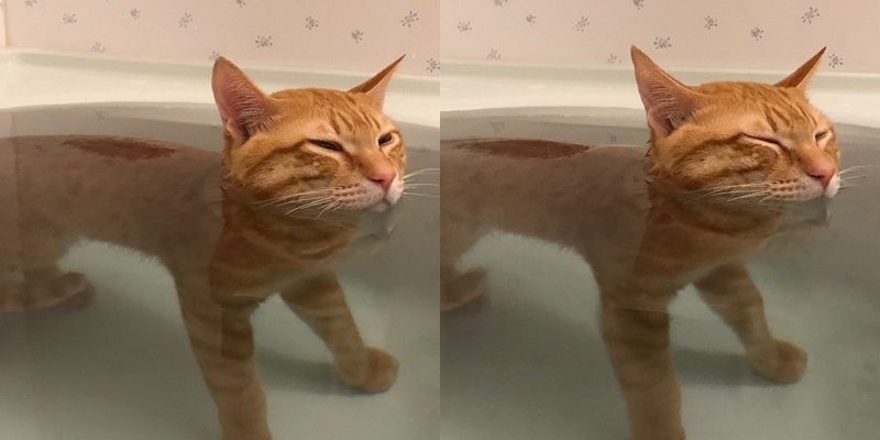 誰說喵星人討厭洗澡！這隻日本貓咪愛泡澡　下水先測溫度
