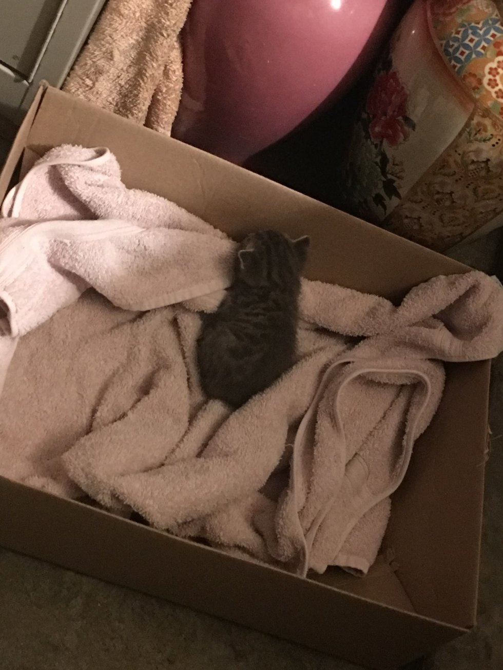 貓媽媽咬著小貓進屋後，便到處找地方想要安置小貓，好心屋主文森便找來一個紙箱，舖了毛巾充當牠們的臨時小窩。