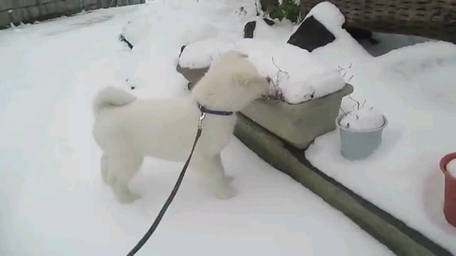 汪！這些雪感覺挺美味的！