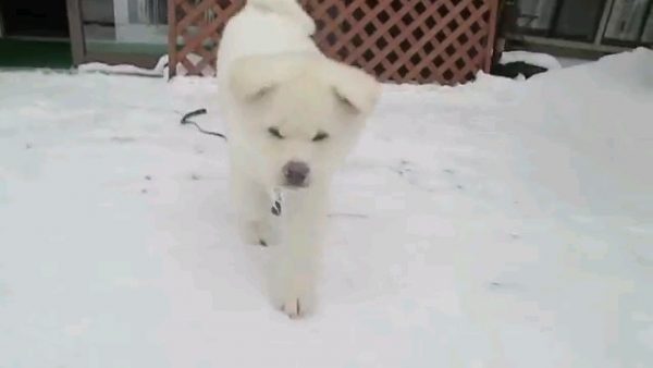 主人！這些雪跟我的顏色一樣！