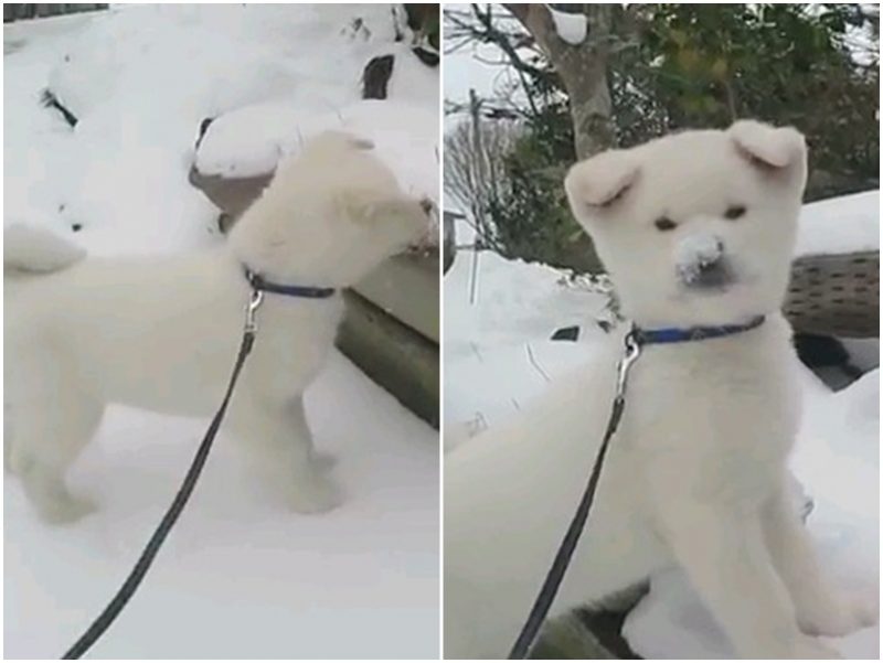 純白秋田玩雪　玩到都不知道是雪還是狗了
