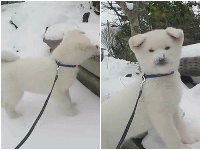 純白秋田玩雪　玩到都不知道是雪還是狗了
