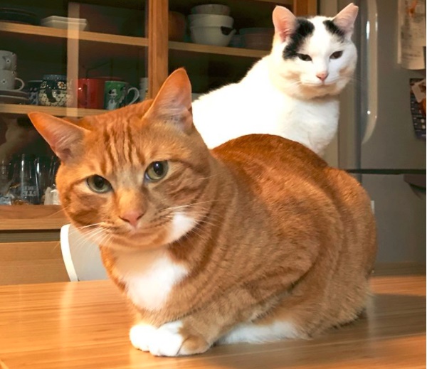 從小男生成長到挺拔男人的橘貓コマちゃん還有一個玩伴ハチちゃん(圖/komagram2015)