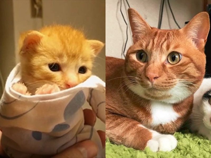 小橘貓成長成大男孩　三十天成長全紀錄（圖／寵毛網）