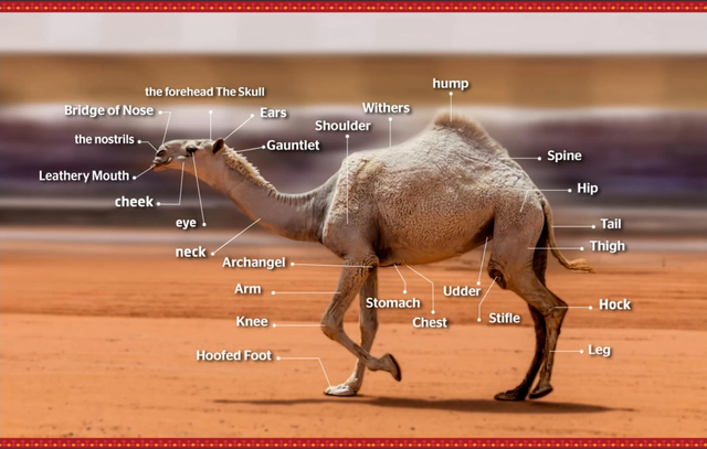 駱駝選美的各項標準，從頭到腳完全不放過。