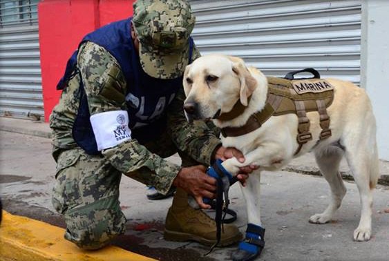 許多人舉墨西哥的搜救犬Frieda為例，認為搜救犬都應該穿上鞋子以防護牠們的腳底。（圖／twitter@gobmx ）