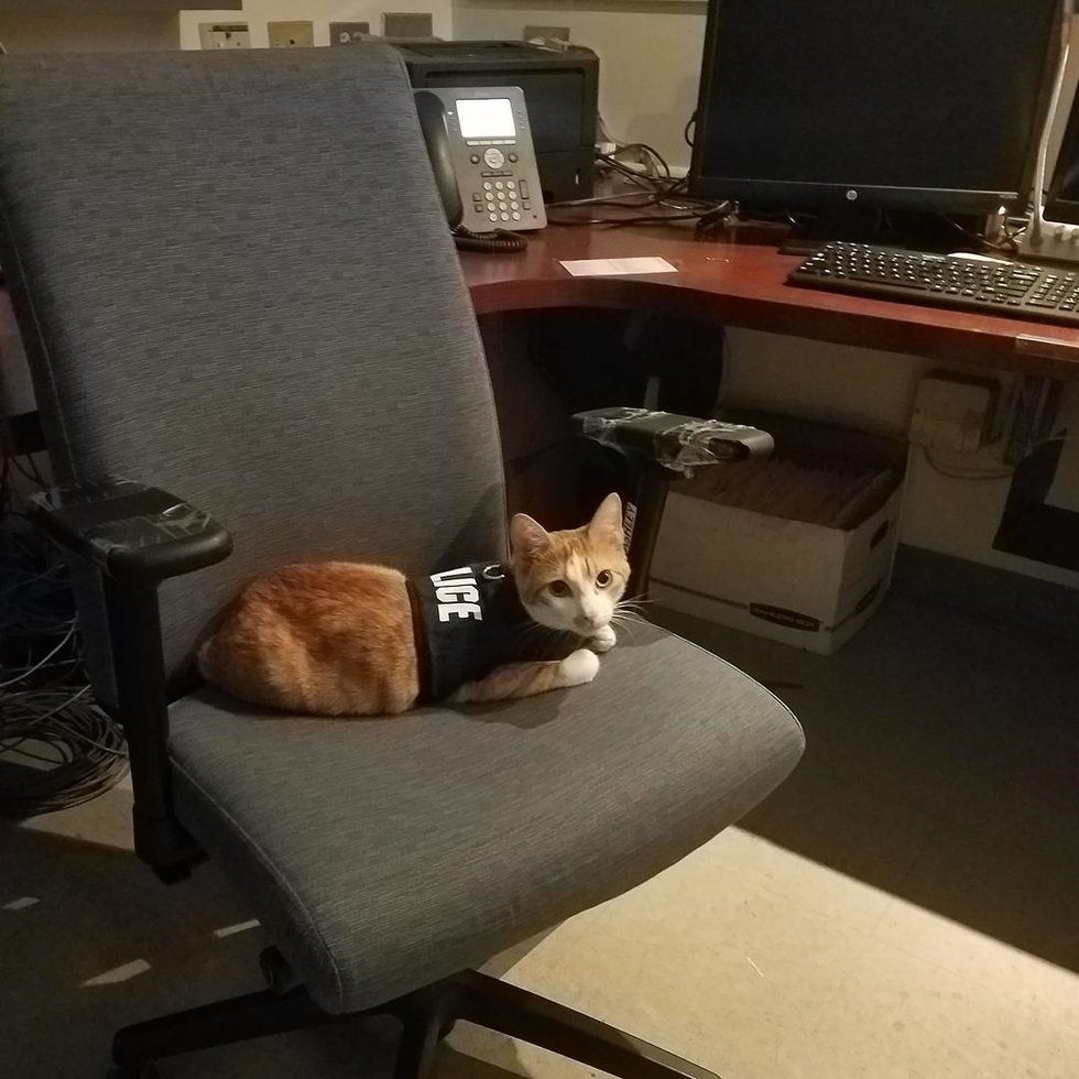 身為一隻專業的貓咪隊長，牠當然也有自己的制服。