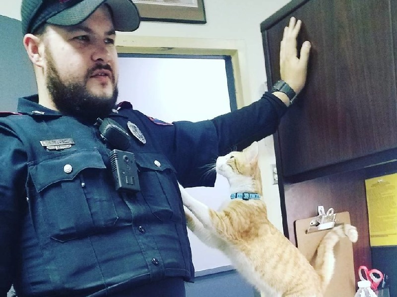 美國警局招募貓警官　一起守護城市的安全！（圖／寵毛網）