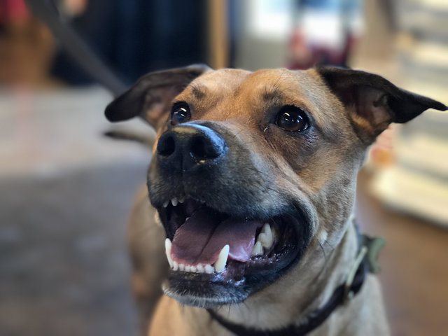 但事情在最近有了變化。自從艾莎懷孕之後，Astro似乎知道馬麻肚子有很重要的東西，總是保護著媽麻，不准人家碰她肚子。