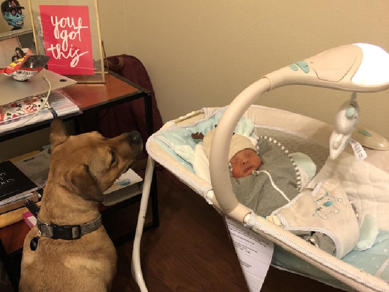 狗哥哥守護新生小主人　比親生爸媽還緊張！
