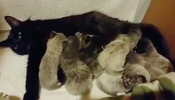 一隻黑貓媽媽意外懷孕，生下了一窩銀白色的小寶寶。