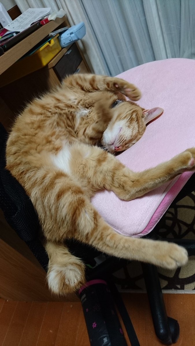 平常睡姿就十分奇耙的橘貓。