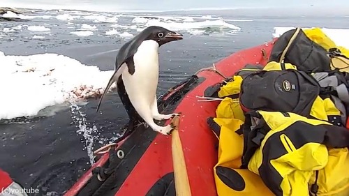 突然！一隻誤把船當成陸地的企鵝就這樣咻地跳上來！