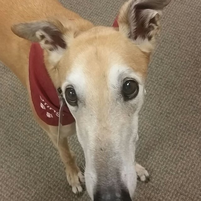 史汀是一隻可愛的陪伴治療犬，過去幾年來，牠一直在明尼蘇達州的白熊圖書館擔任志工，他們有一個