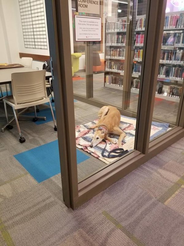 但就在上個禮拜，史汀照例到圖書館時，卻發現沒有人預約這個活動，也就是沒有人可以唸故事書給牠聽～
