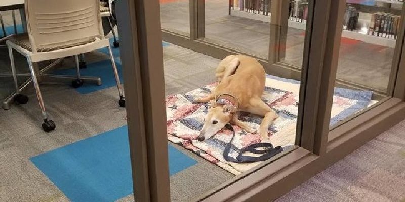 陪伴犬的圖書館讀書時間竟沒人來　管理員PO失望照後預約殺到！
