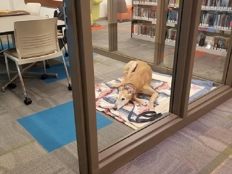 陪伴犬的圖書館讀書時間竟沒人來　管理員PO失望照後預約殺到！（圖／寵毛網）