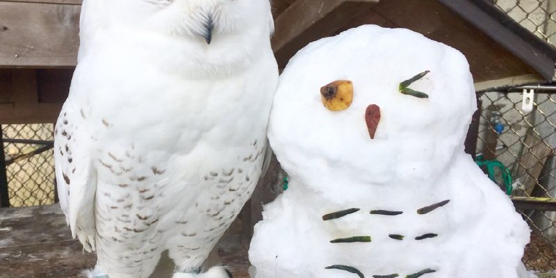 日本動物園堆雪人　貓頭鷹神還原萌翻網友！
